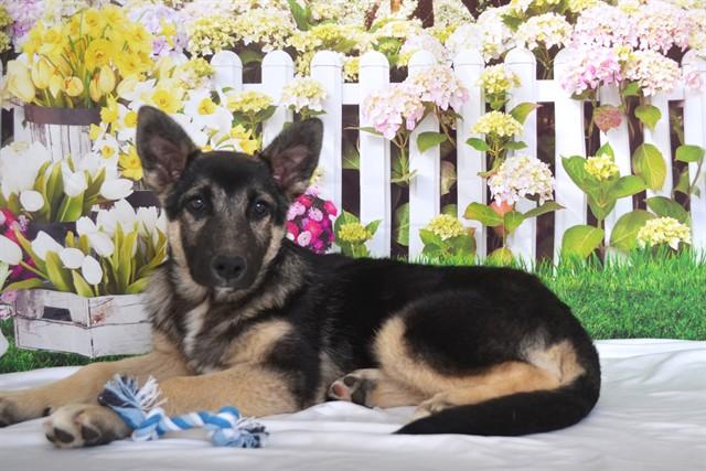 SMOKEY, Adoptable, Puppy Male German Shepherd Dog & Mixed Breed.