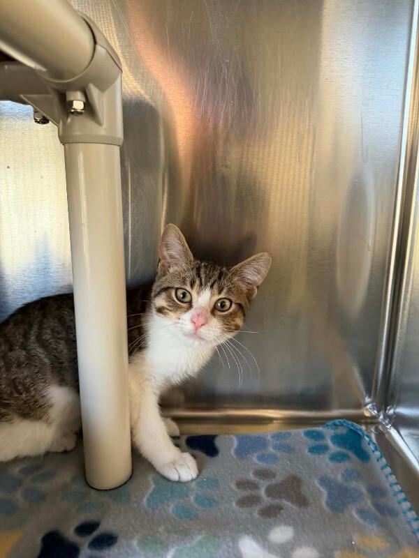 Scrappy Doo, Adoptable, Young Male Domestic Short Hair.