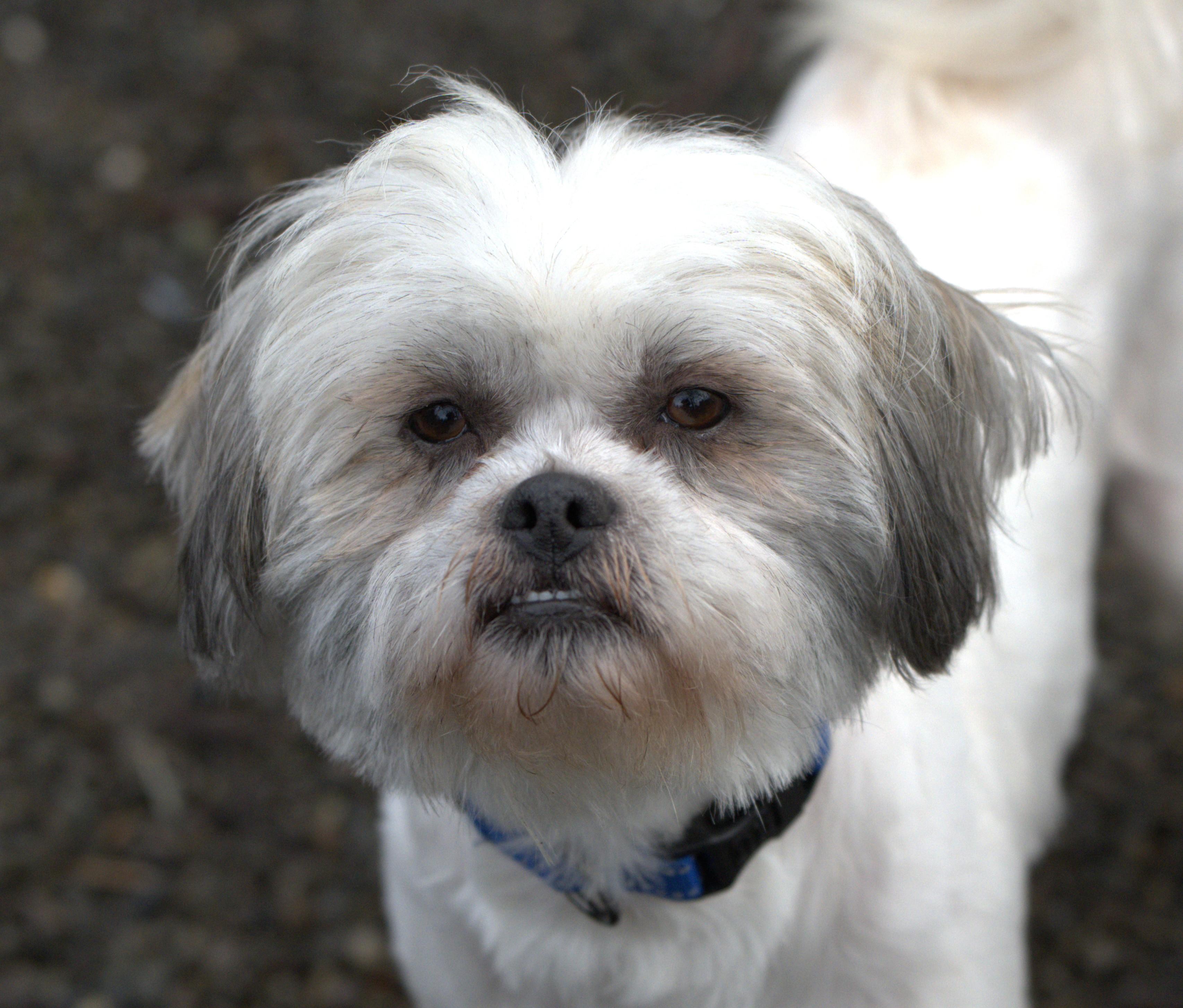 Enlarge Salt - Bonded pair with Pepper, a Adoptable mixed breed in Hoquiam, WA image 1/5