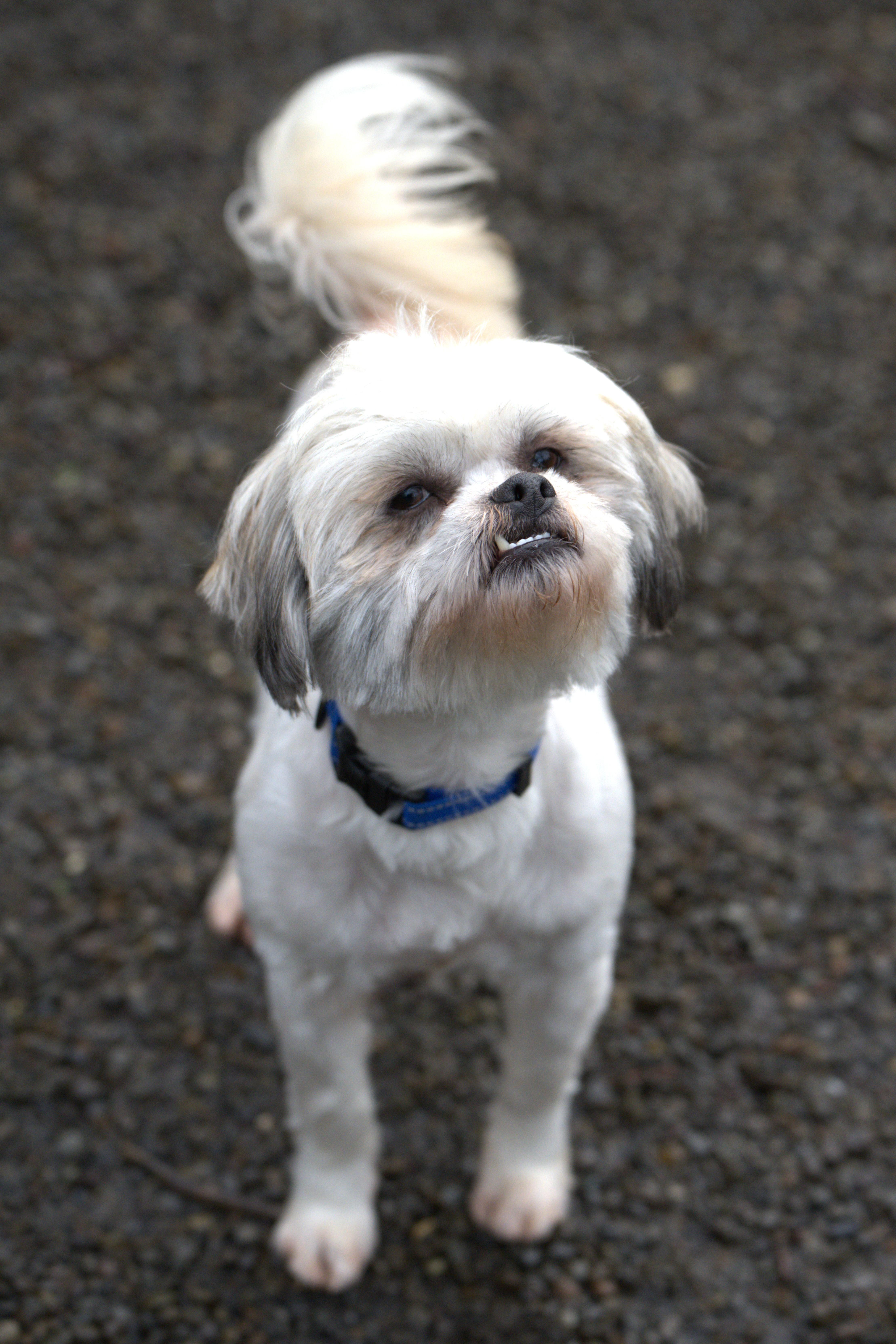 Enlarge Salt - Bonded pair with Pepper, a Adoptable mixed breed in Hoquiam, WA image 5/5