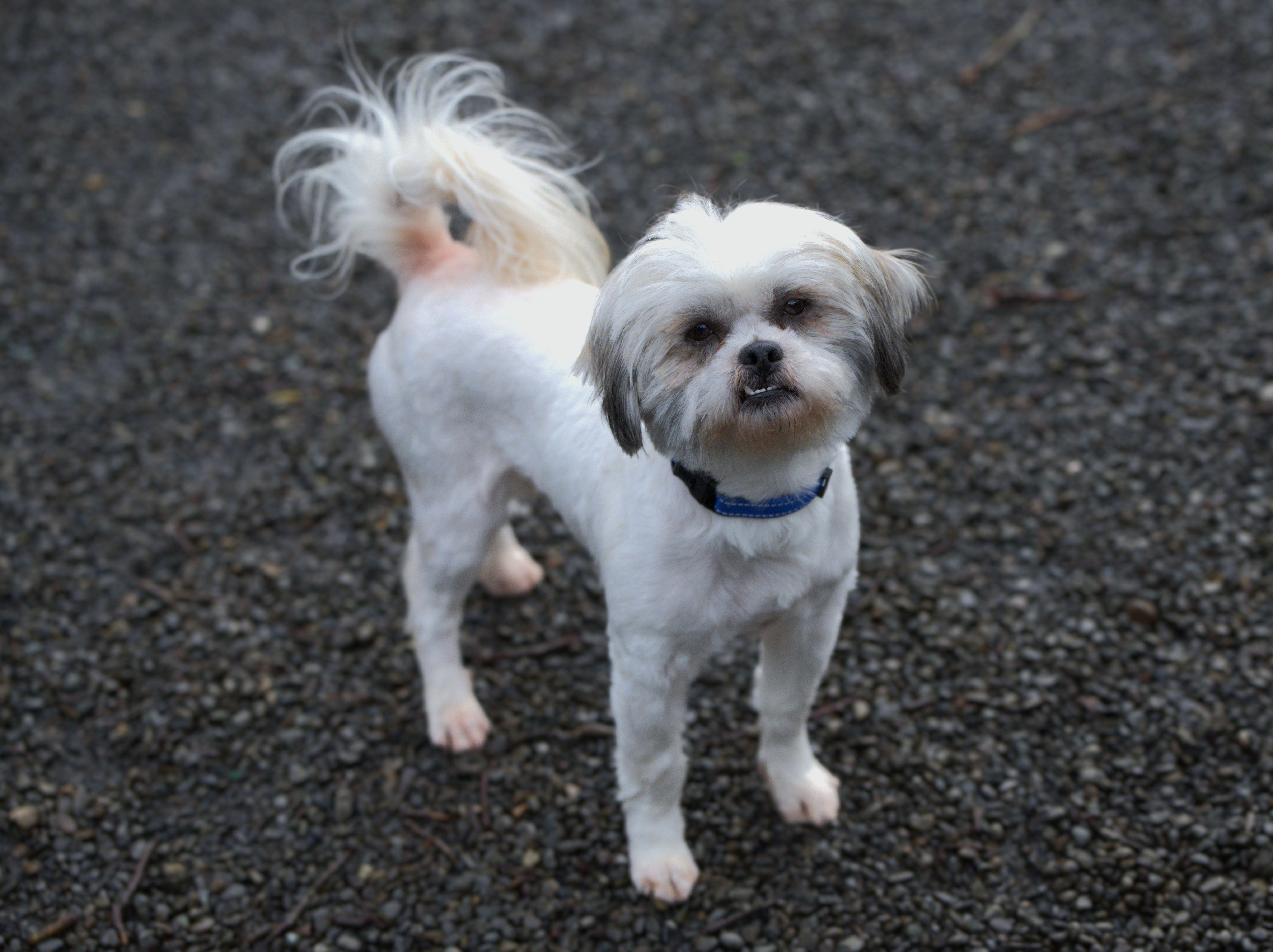 Enlarge Salt - Bonded pair with Pepper, a Adoptable mixed breed in Hoquiam, WA image 2/5