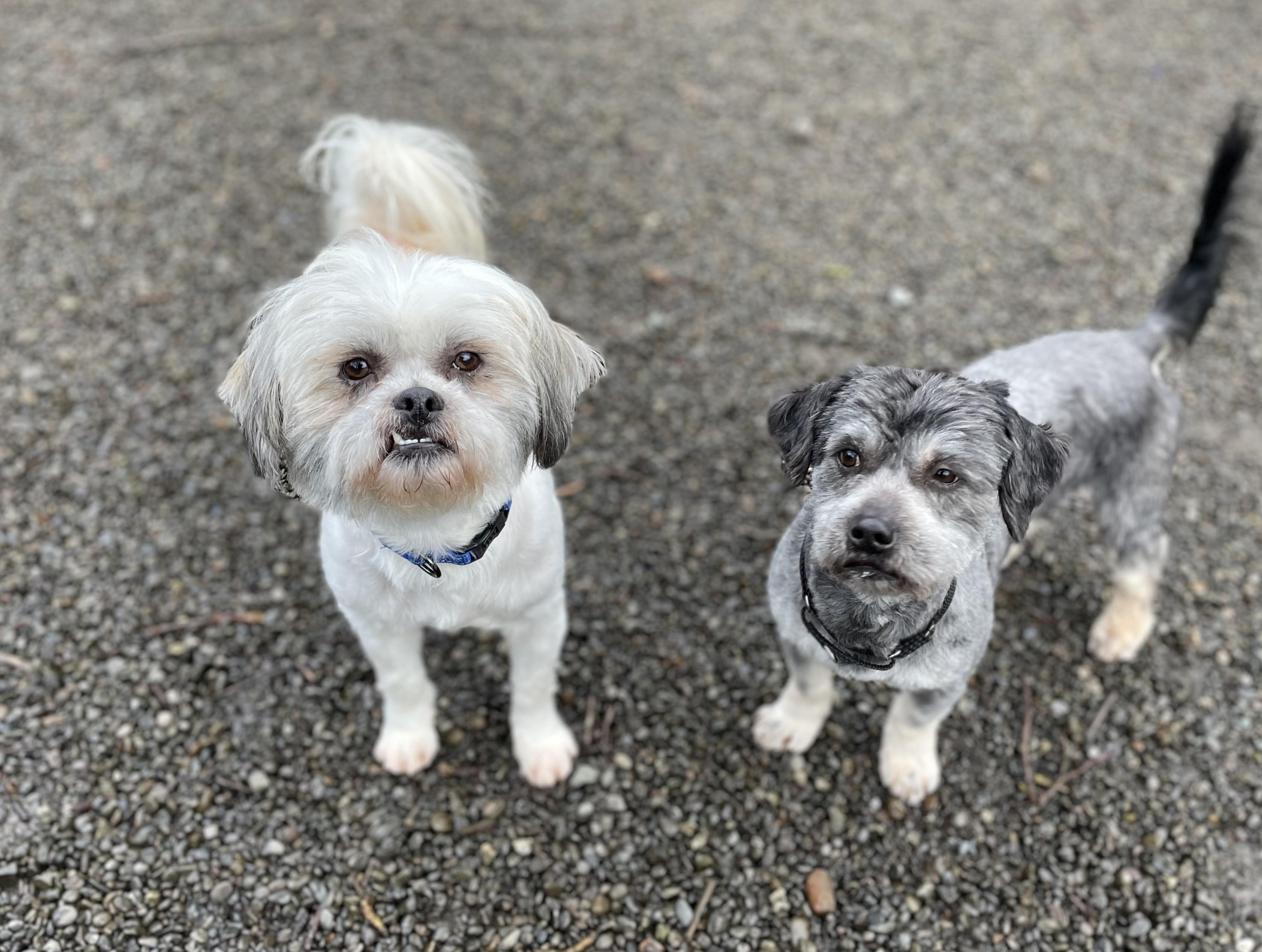 Enlarge Salt - Bonded pair with Pepper, a Adoptable mixed breed in Hoquiam, WA image 4/5
