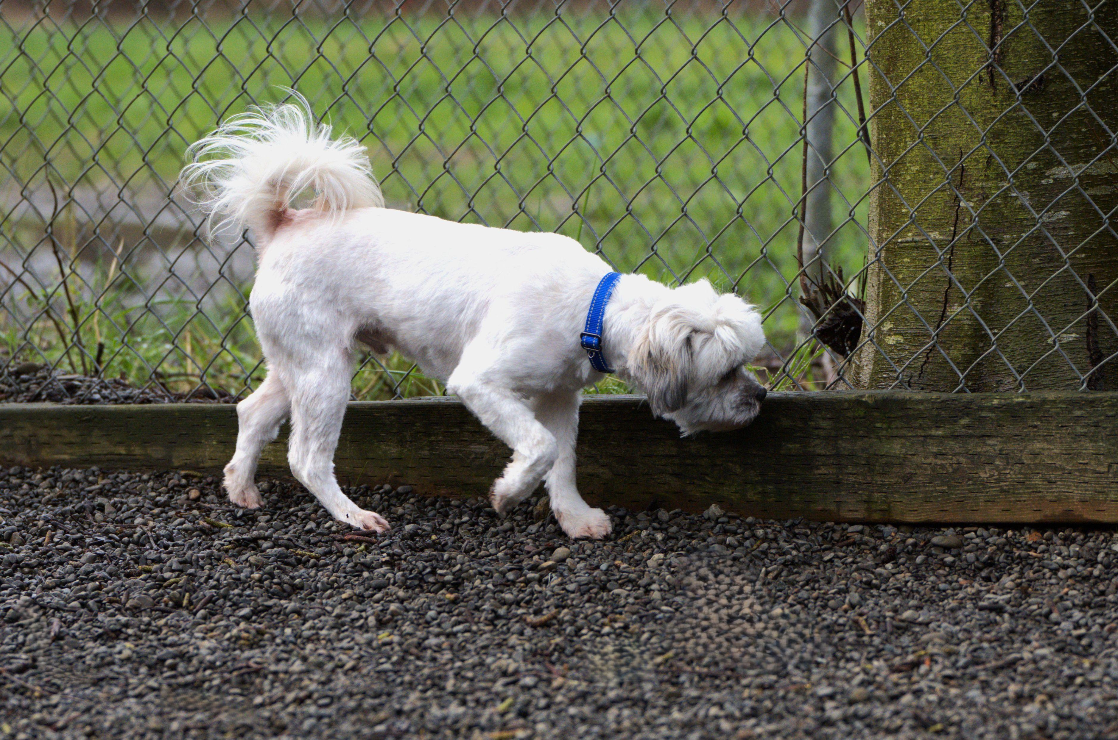 Enlarge Salt - Bonded pair with Pepper, a Adoptable mixed breed in Hoquiam, WA image 3/5
