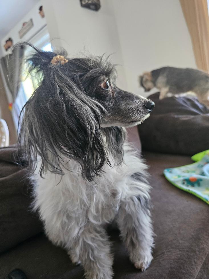Enlarge Shane (Delaware), a Adoptable Chinese Crested Dog in Milford, DE image 5/6