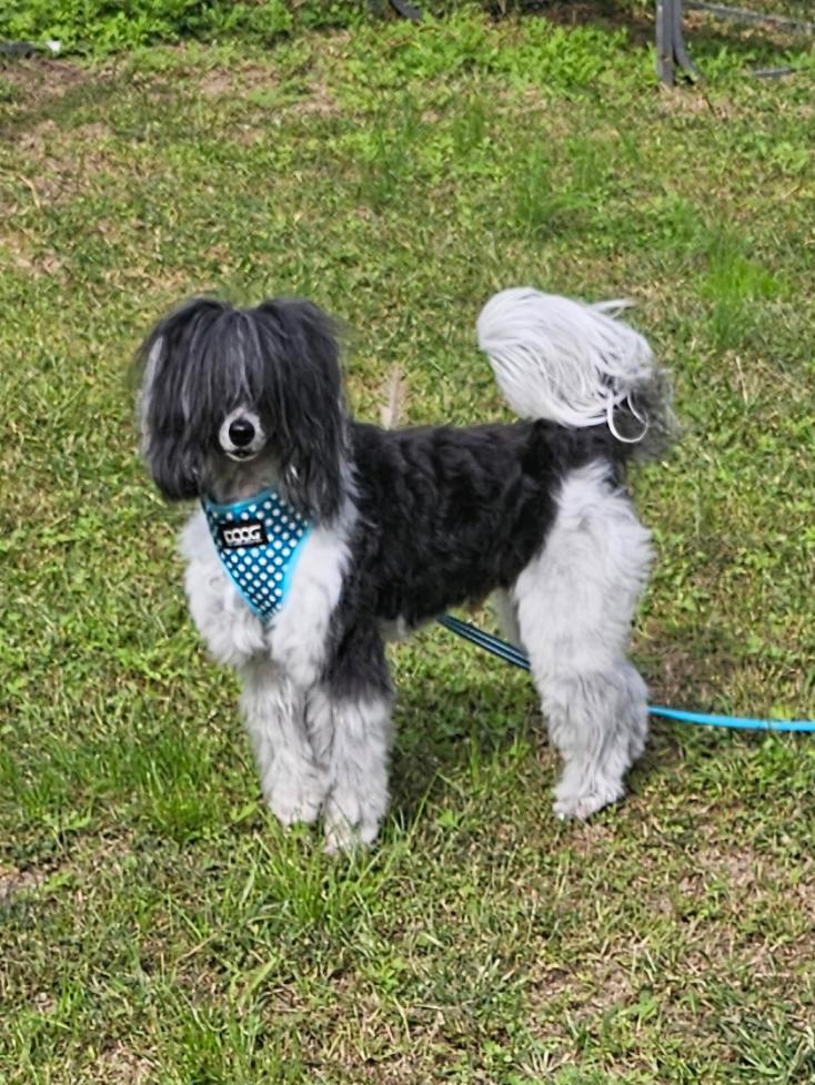 Enlarge Shane (Delaware), a Adoptable Chinese Crested Dog in Milford, DE image 4/6