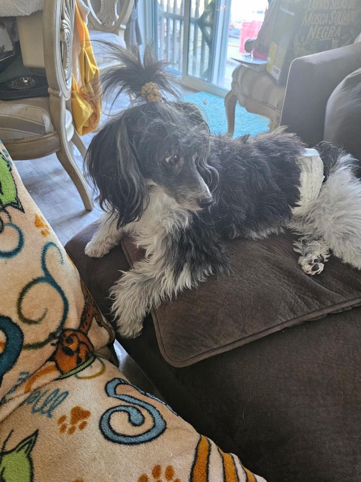 Enlarge Shane (Delaware), a Adoptable Chinese Crested Dog in Milford, DE image 6/6