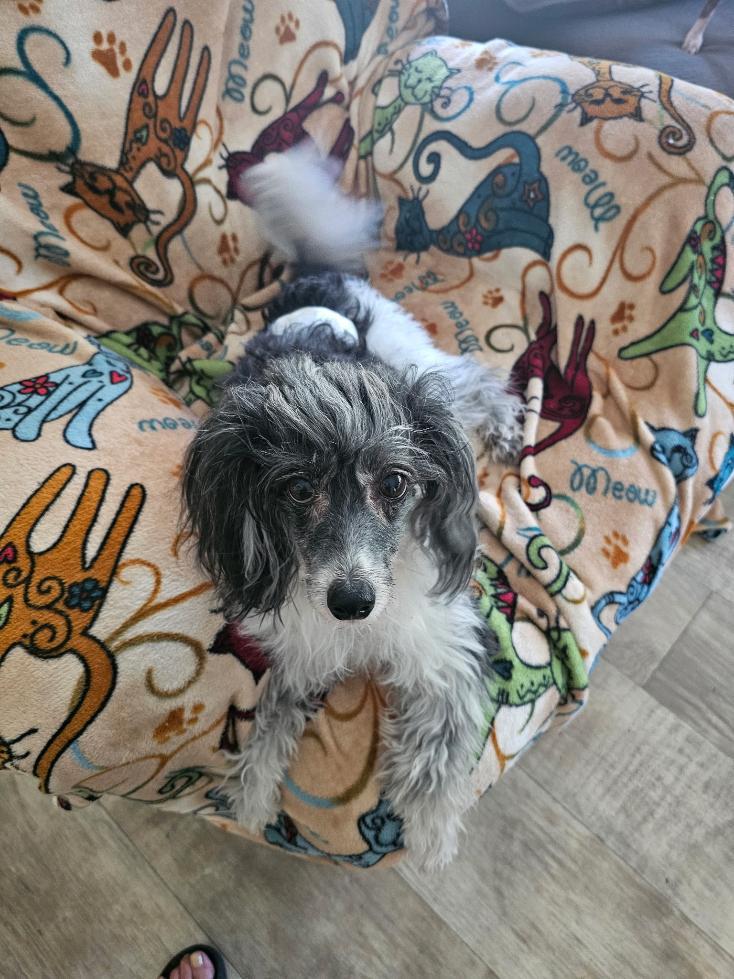 Enlarge Shane (Delaware), a Adoptable Chinese Crested Dog in Milford, DE image 3/6