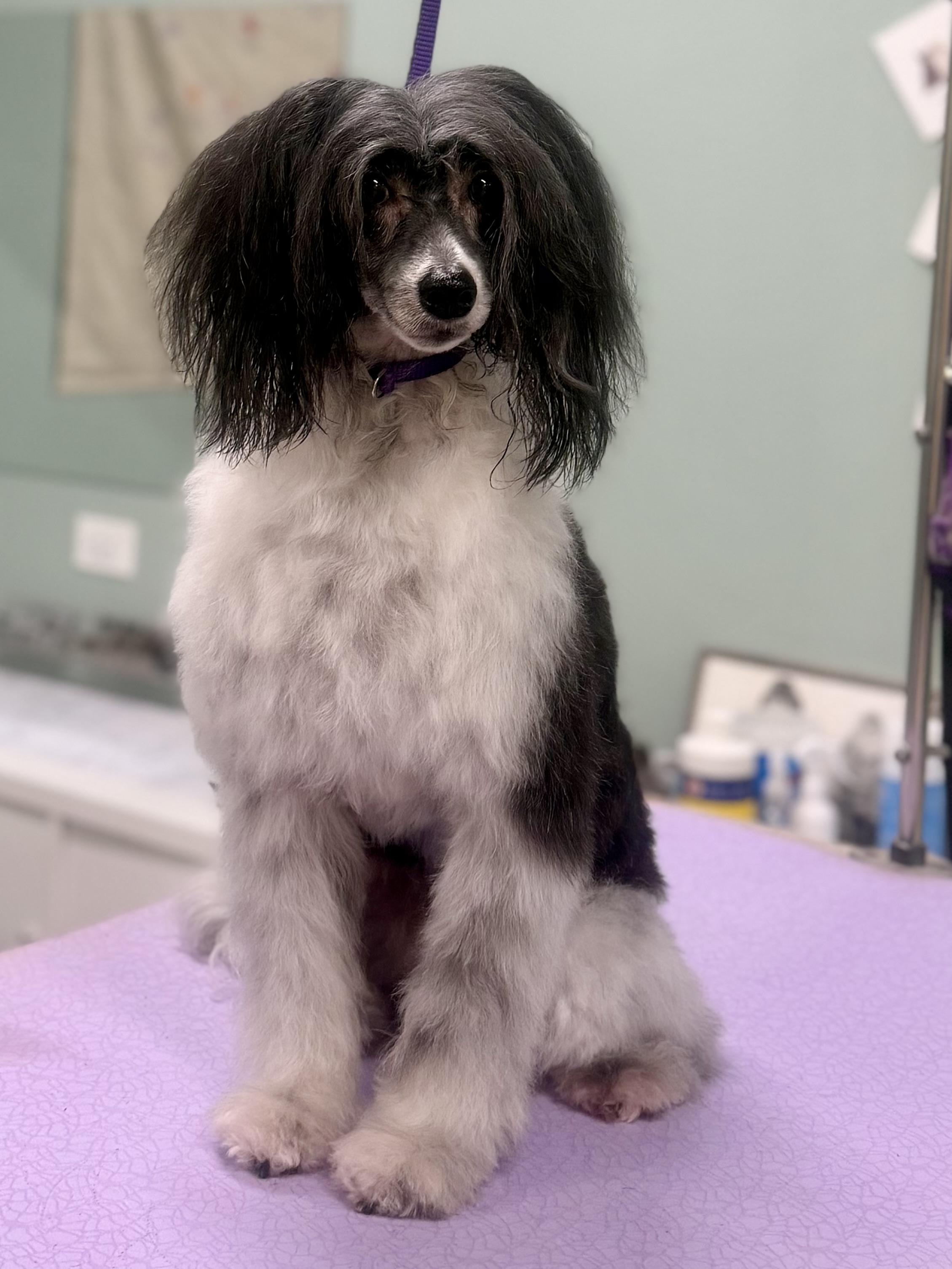 Enlarge Shane (Delaware), a Adoptable Chinese Crested Dog in Milford, DE image 1/6