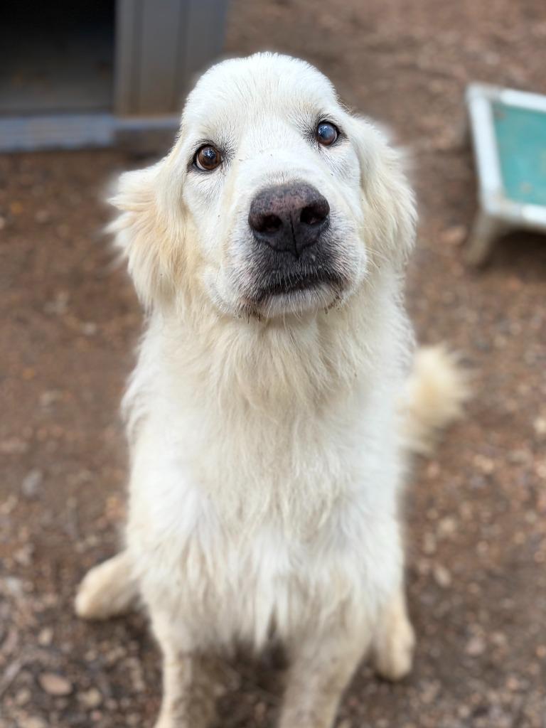 Bonz, Adoptable, Adult Male Great Pyrenees.