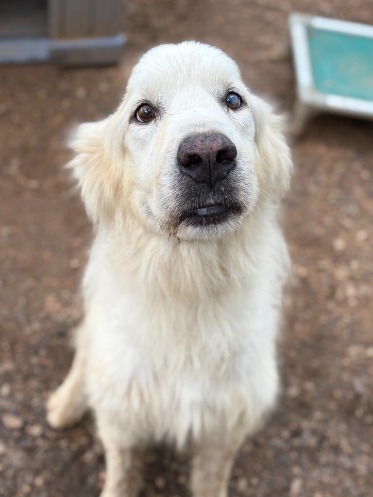 Enlarge Bonz, a Adoptable Great Pyrenees in Lockhart, TX image 2/4