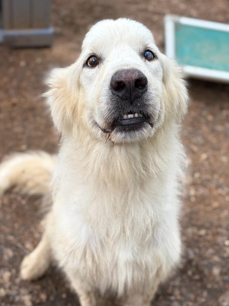 Enlarge Bonz, a Adoptable Great Pyrenees in Lockhart, TX image 3/4