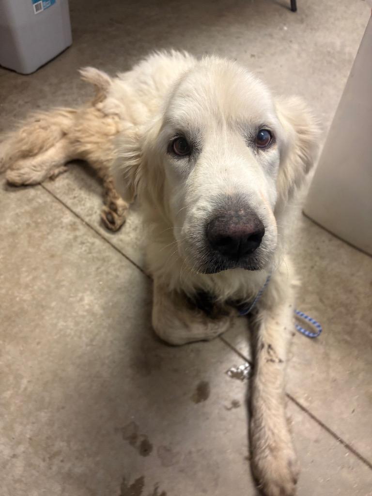Enlarge Bonz, a Adoptable Great Pyrenees in Lockhart, TX image 4/4