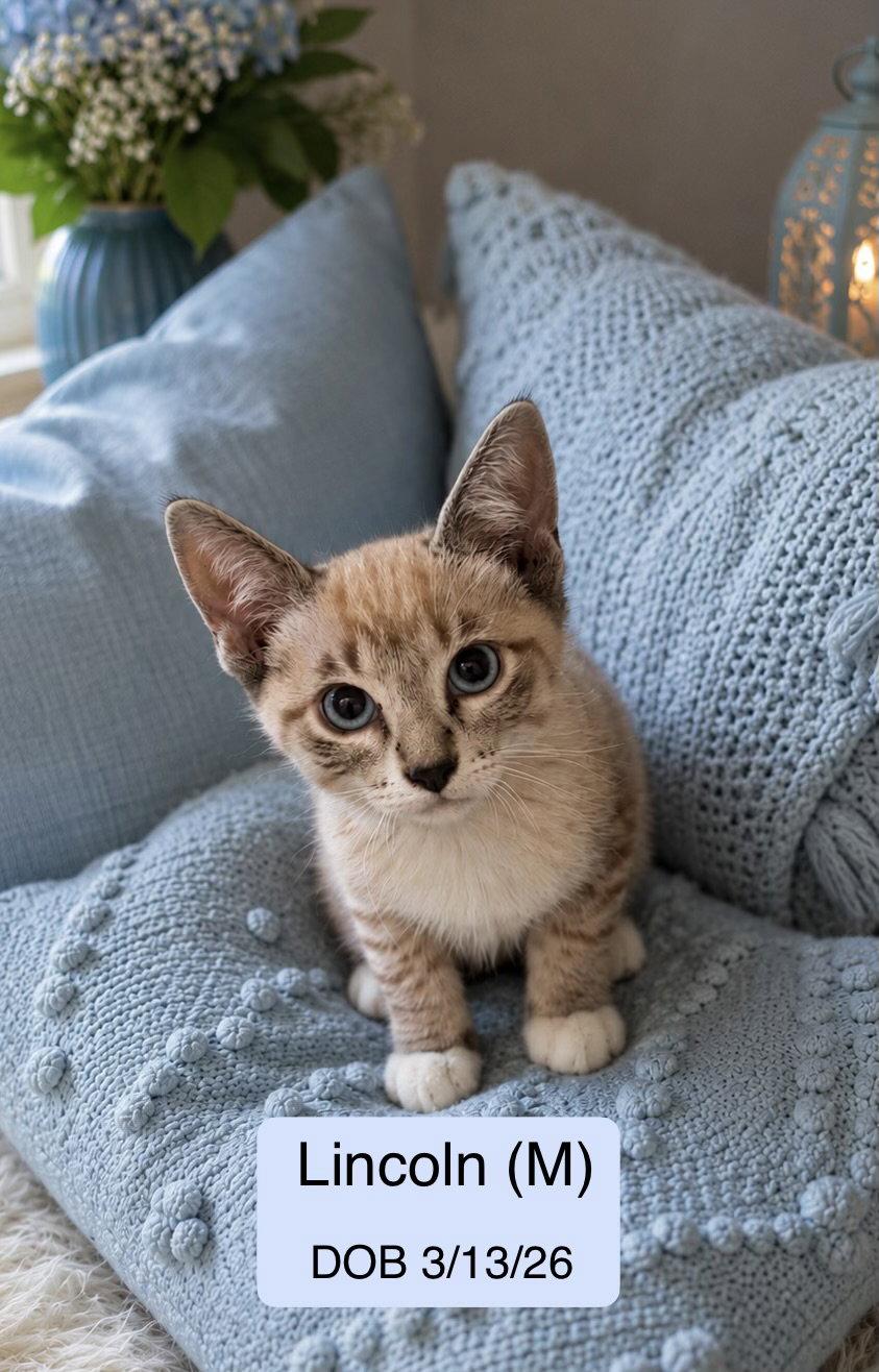 Lincoln, Adopted, Kitten Male Siamese & Snowshoe.