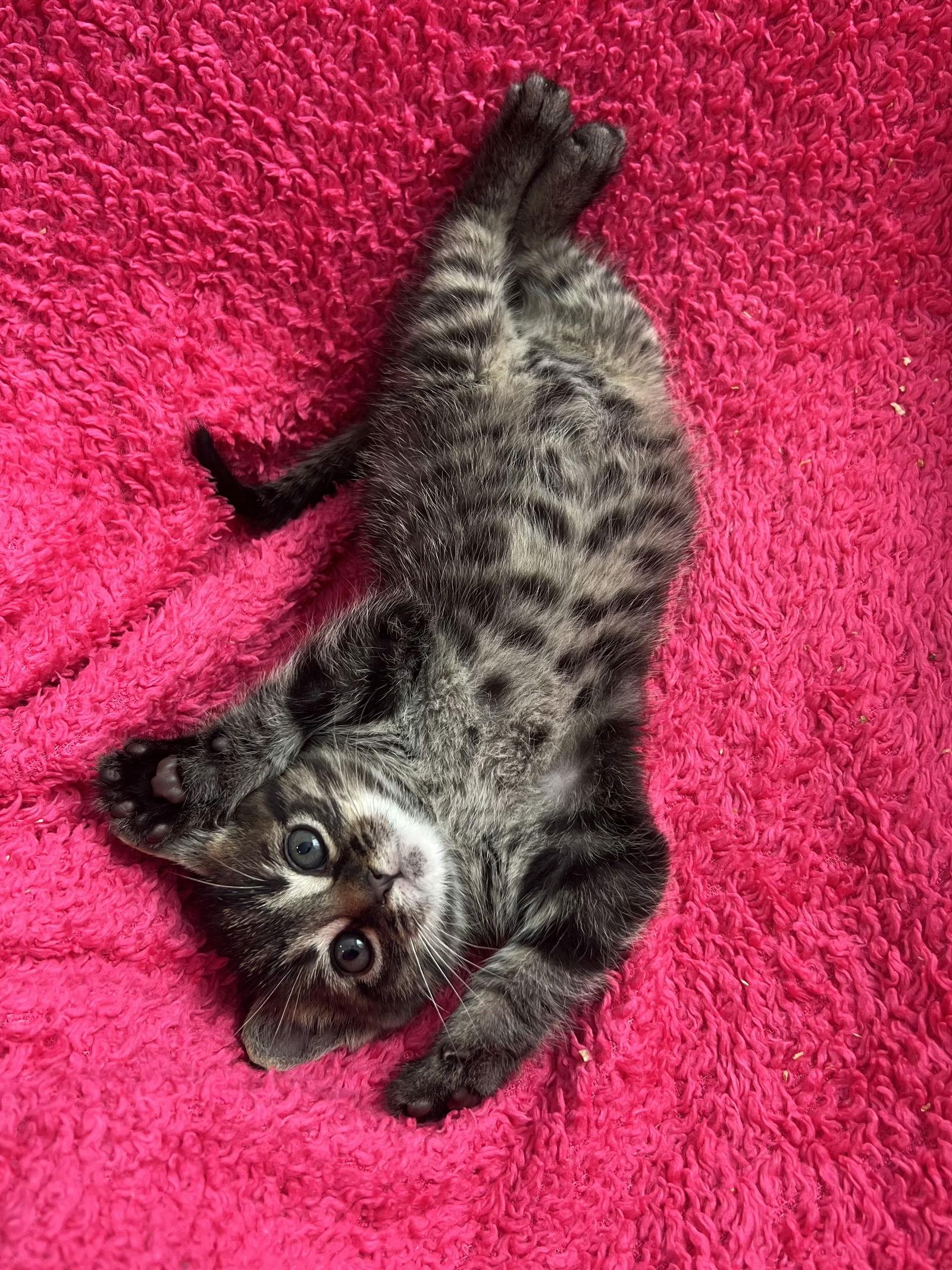 Eggnog, Adopted, Kitten Male Tabby & Domestic Short Hair.