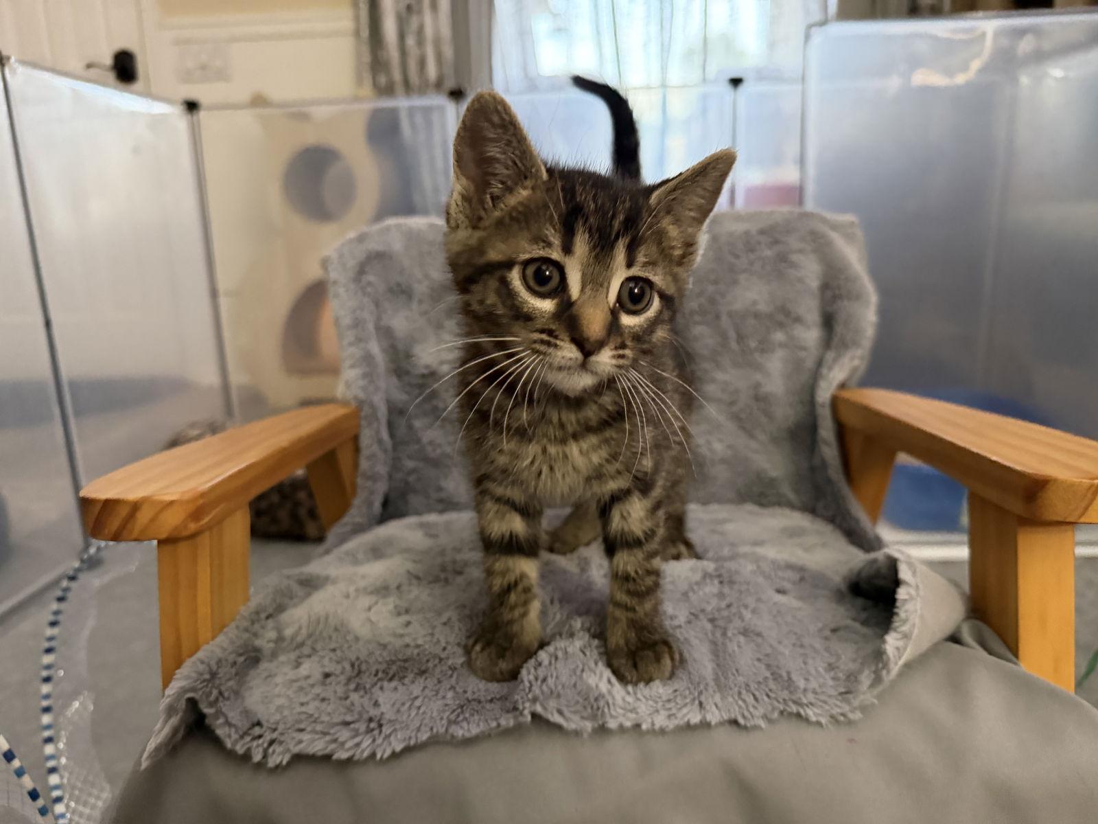 Enlarge Eggnog, a Adopted mixed breed in Laguna Niguel, CA image 2/3