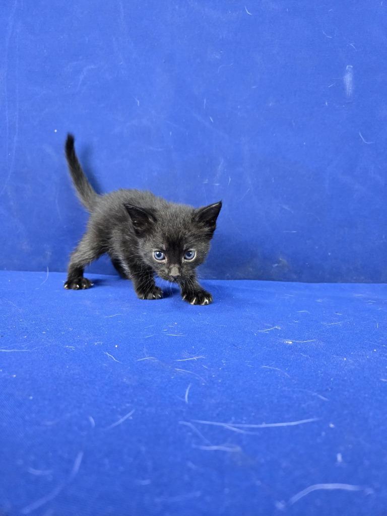 Hot Wheels, Adoptable, Young Male American Shorthair.