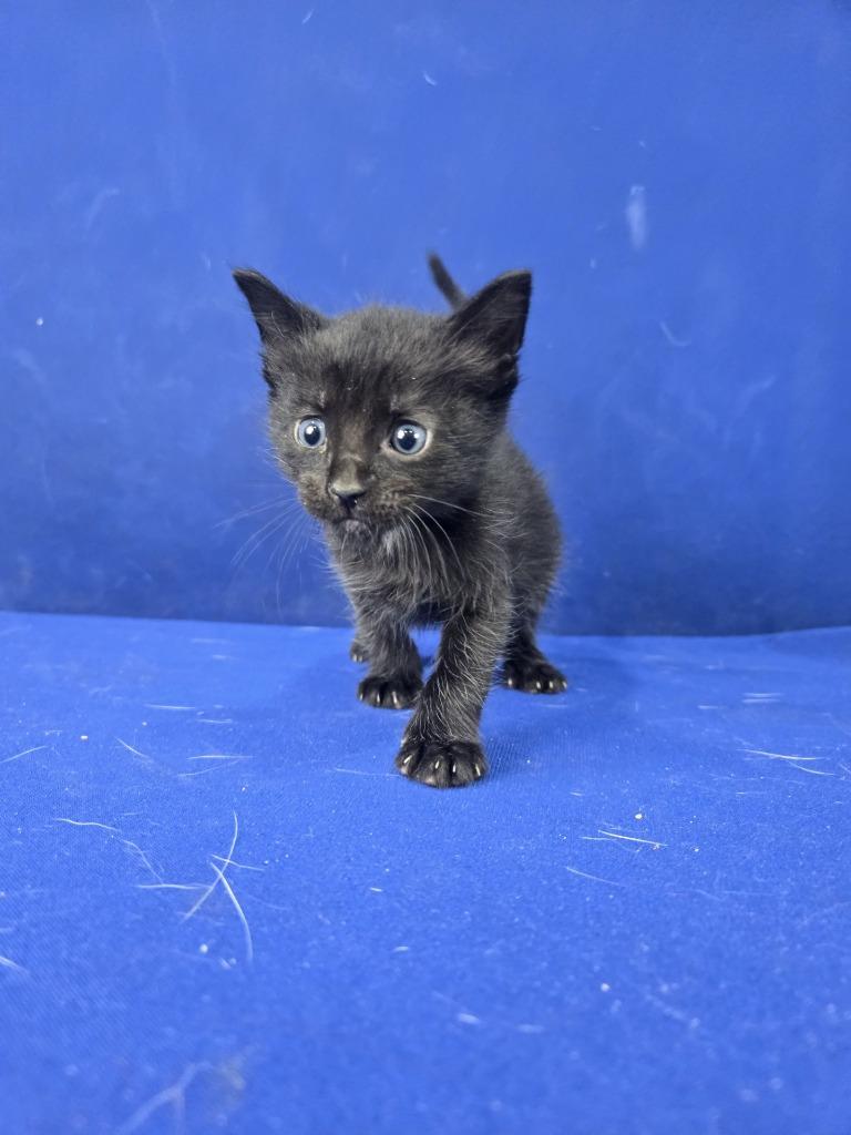 Hot Wheels, Adoptable, Young Male American Shorthair.