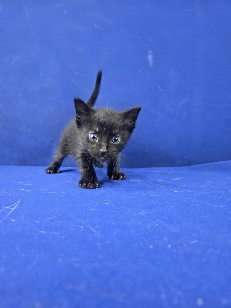 Enlarge Hot Wheels, a Adoptable American Shorthair in Ruston, LA image 2/5