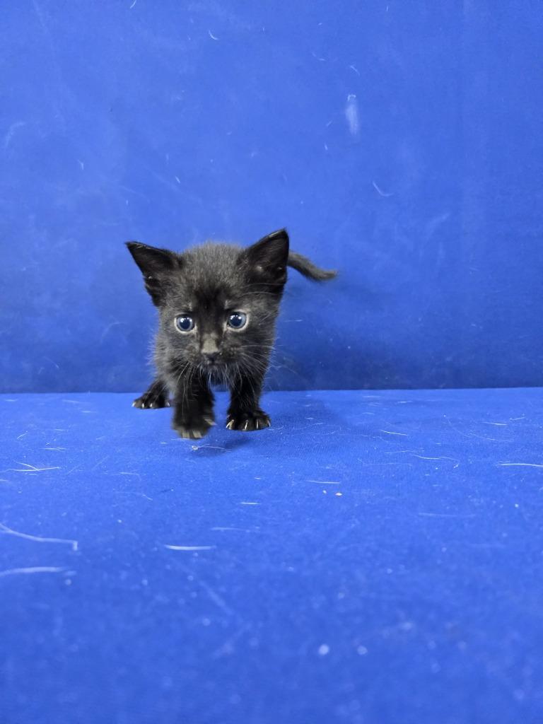 Hot Wheels, Adoptable, Young Male American Shorthair.