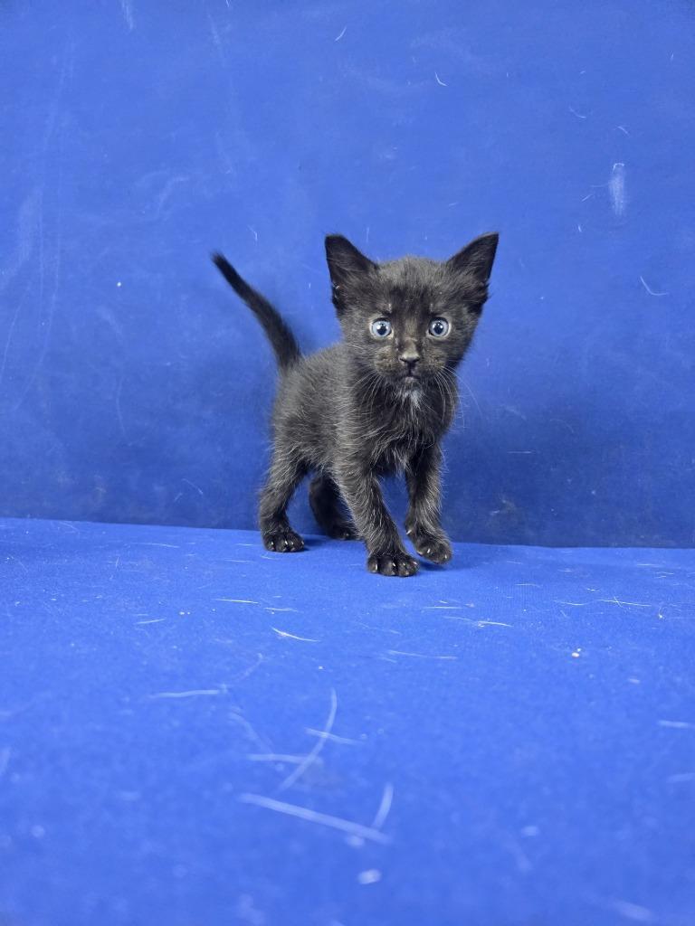 Enlarge Hot Wheels, a Adoptable American Shorthair in Ruston, LA image 5/5