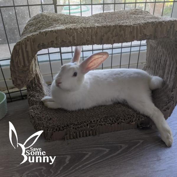 Enlarge Nova, a Adopted Bunny Rabbit in Santa Ana, CA image 1/1