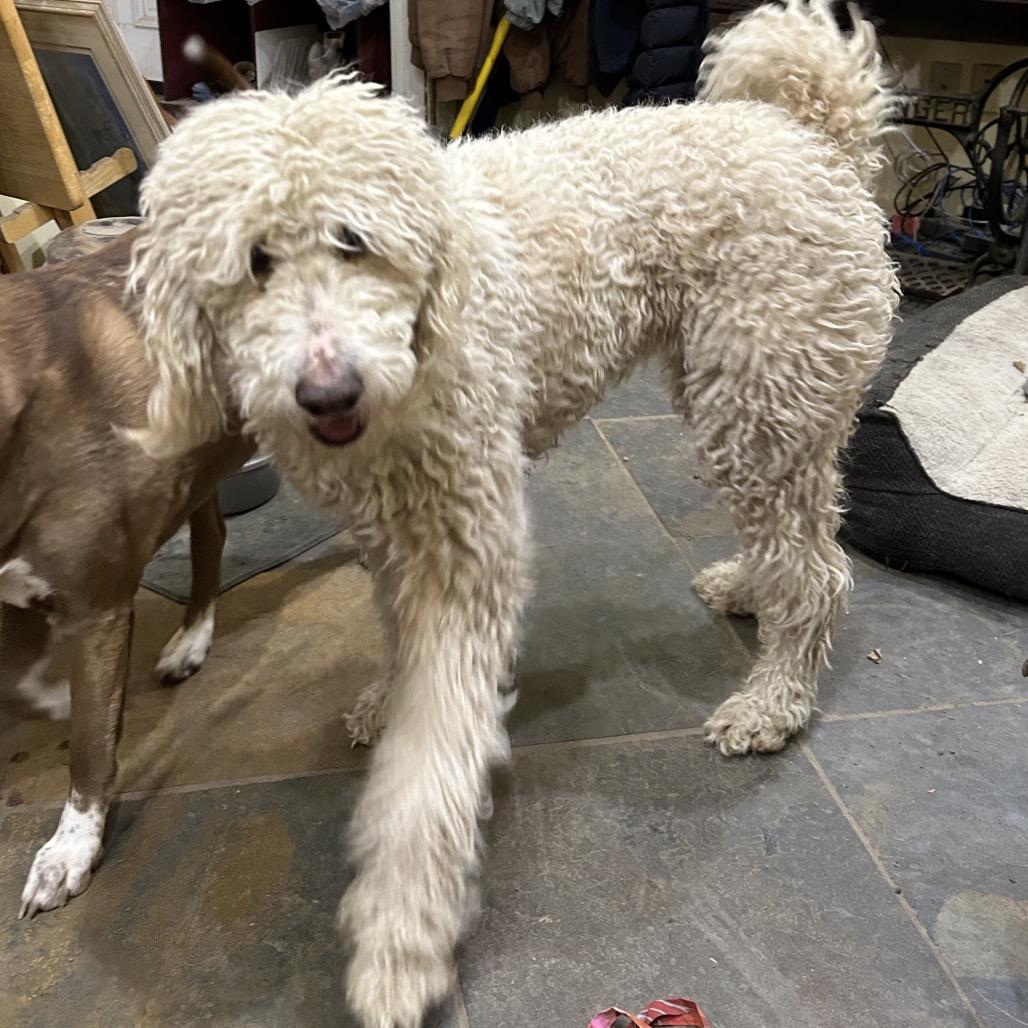 Nilly, Adoptable, Adult Female Standard Poodle & Bernese Mountain Dog.