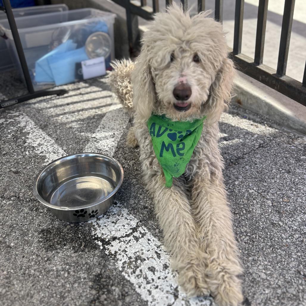 Enlarge Nilly, a Adoptable mixed breed in Kansas City, MO image 2/5