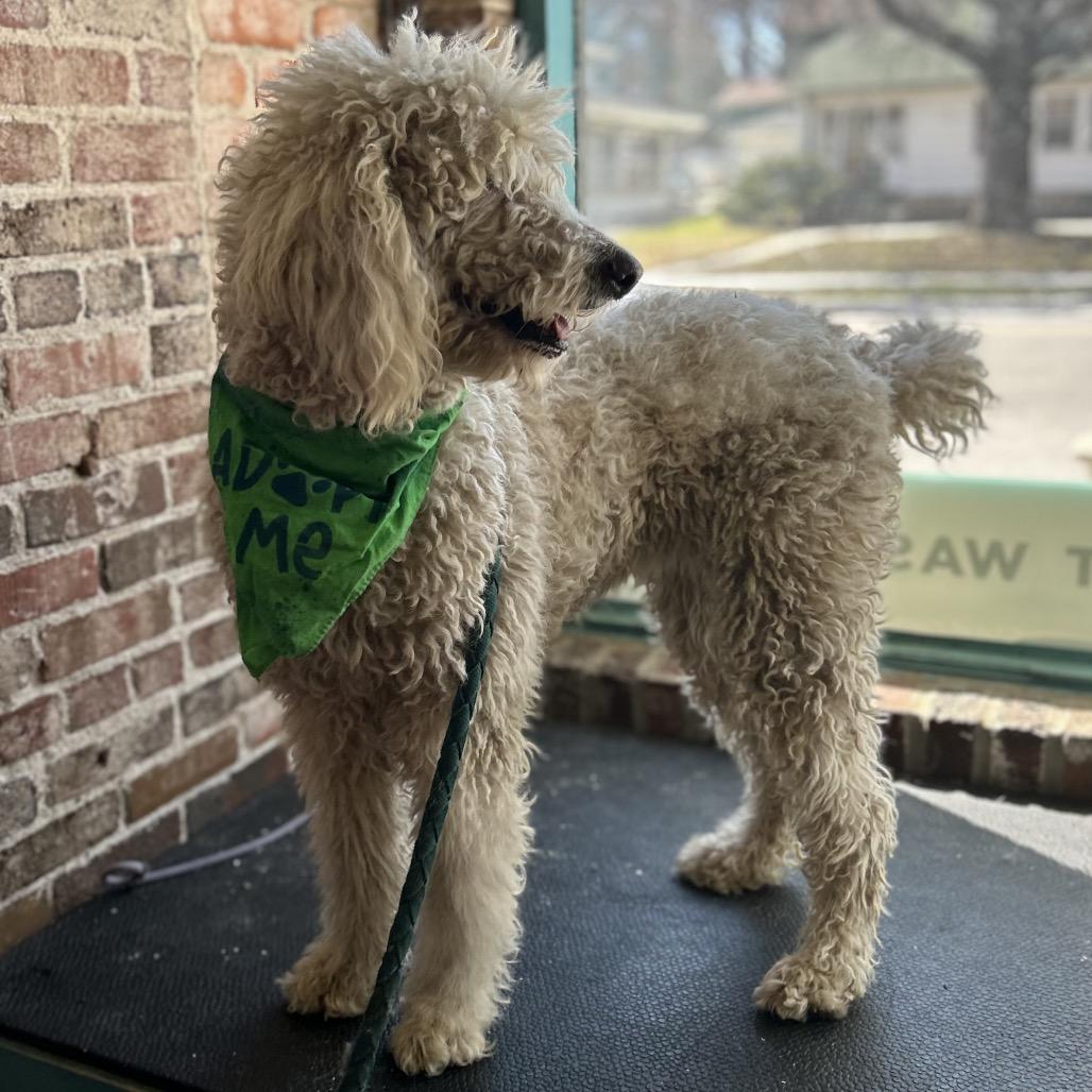 Enlarge Nilly, a Adoptable mixed breed in Kansas City, MO image 3/5