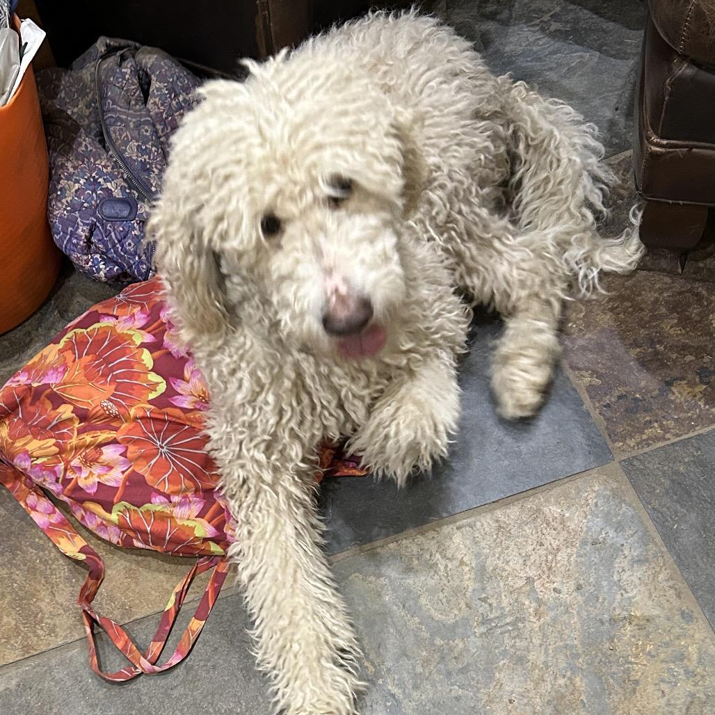 Enlarge Nilly, a Adoptable mixed breed in Kansas City, MO image 4/5