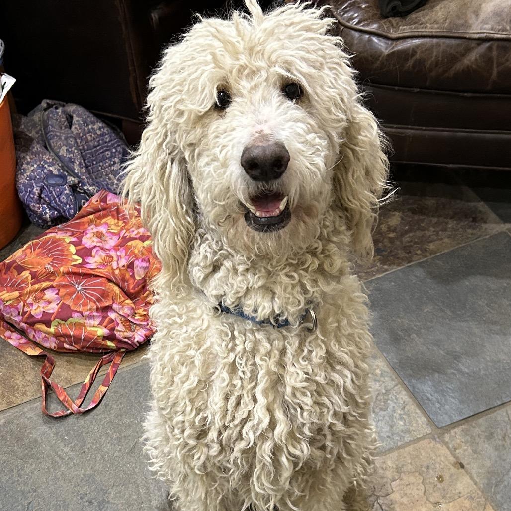 Enlarge Nilly, a Adoptable mixed breed in Kansas City, MO image 5/5