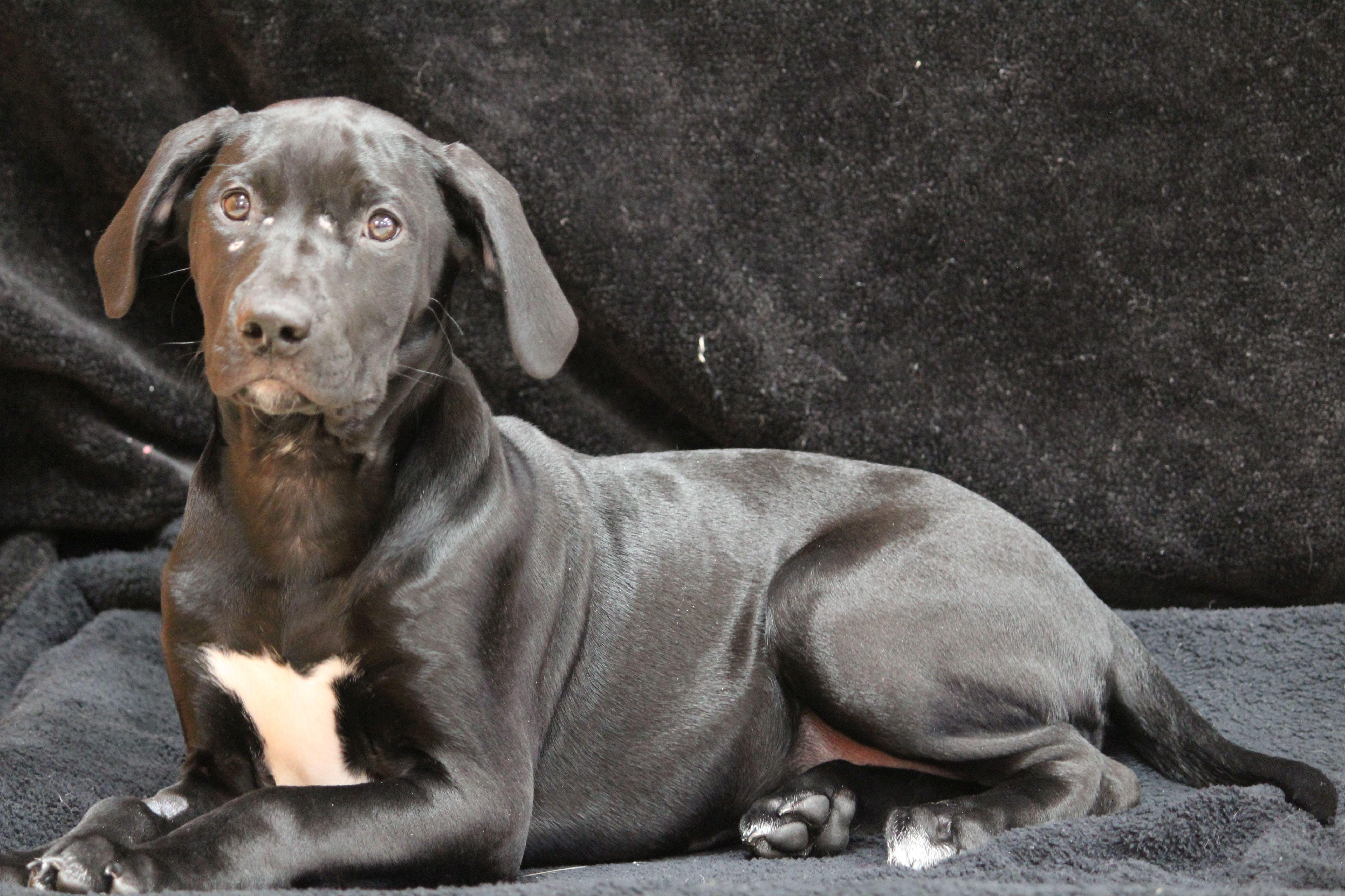 Enlarge Grace, a ADOPTABLE mixed breed in Portage, WI image 2/4