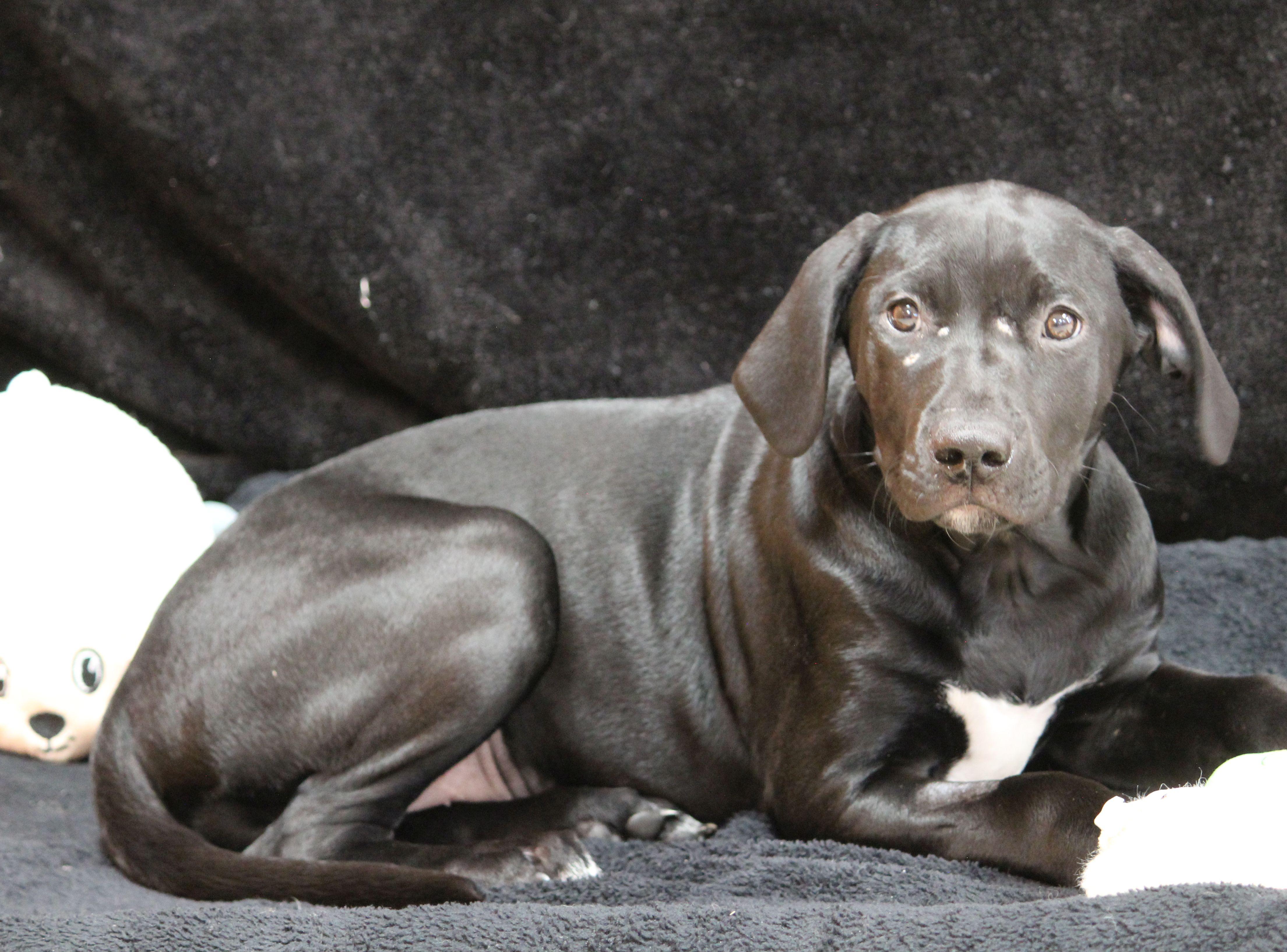 Enlarge Grace, a ADOPTABLE mixed breed in Portage, WI image 3/4