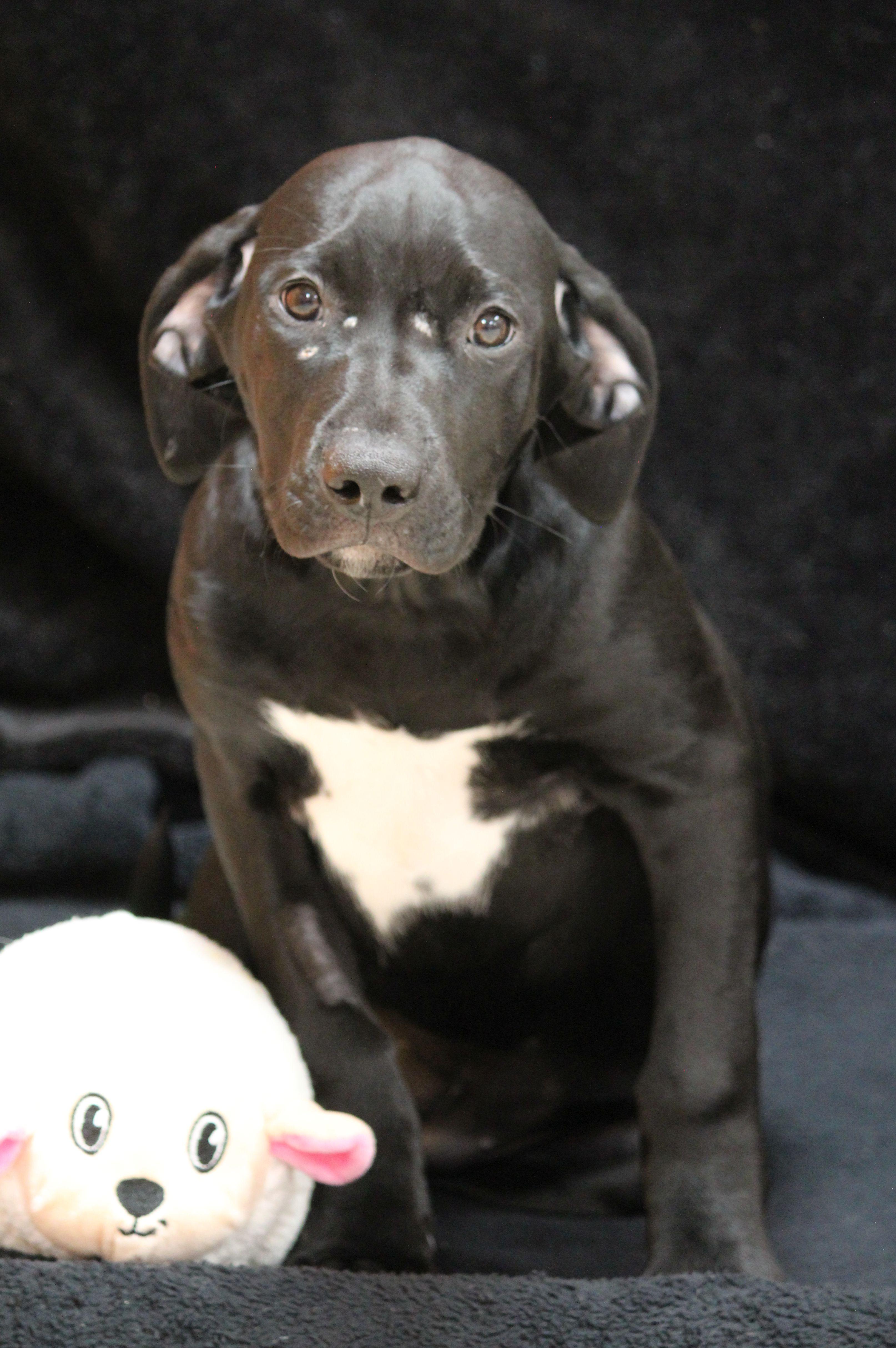Enlarge Grace, a ADOPTABLE mixed breed in Portage, WI image 1/4