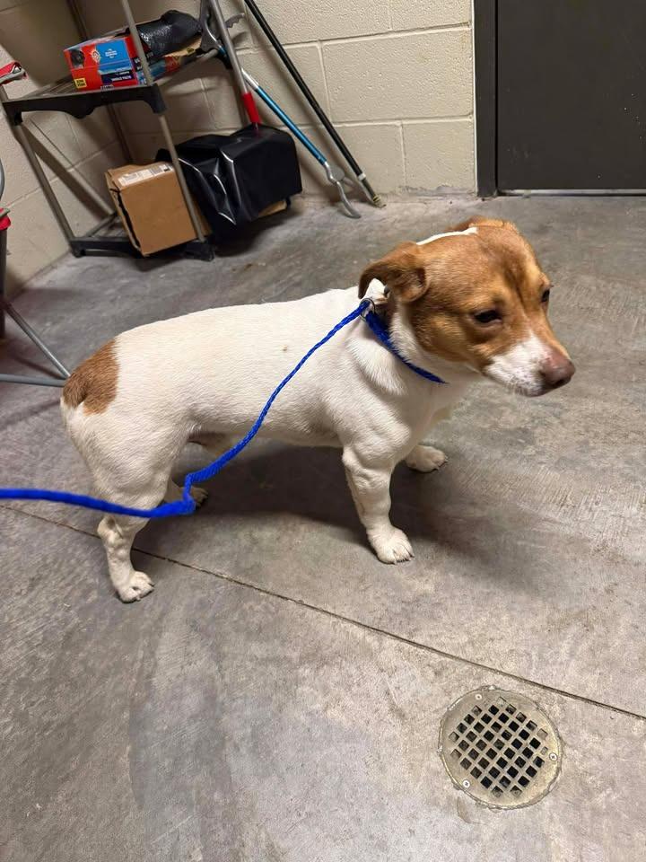 Lil Bear, Adoptable, Adult Male Jack Russell Terrier.