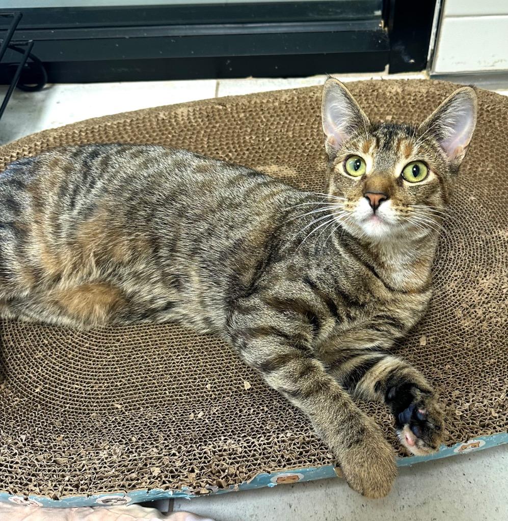 Astrid, Adoptable, Kitten Female Domestic Short Hair.