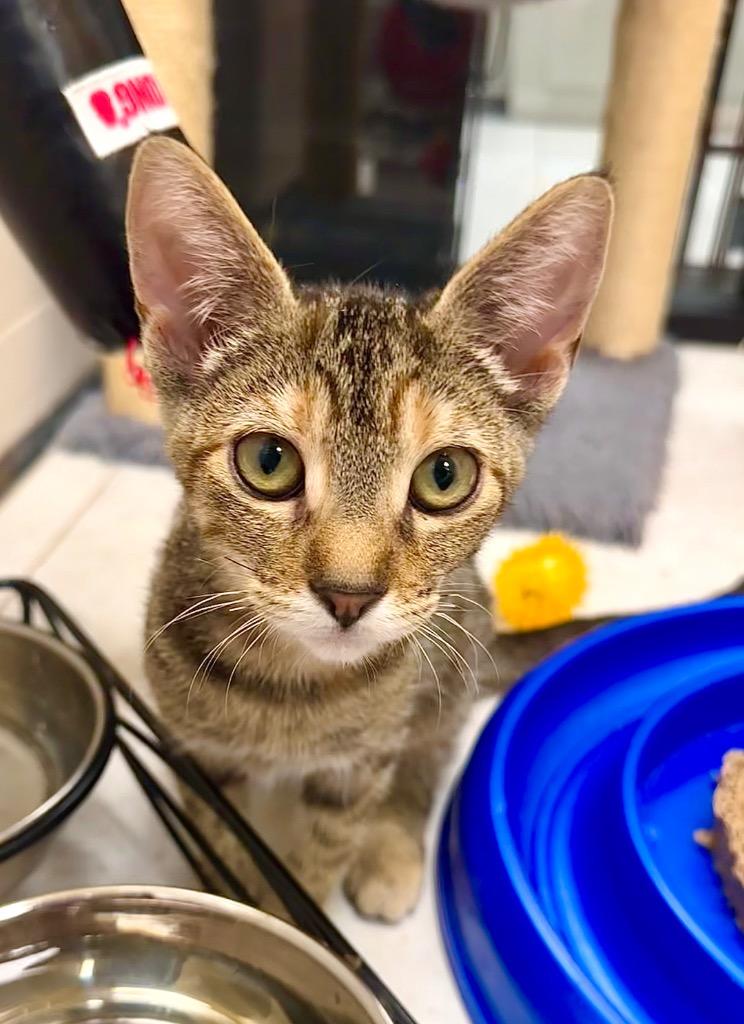 Astrid, Adoptable, Young Female Domestic Short Hair.