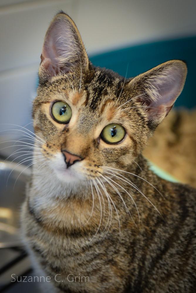 Enlarge Astrid, a Adoptable mixed breed in New Orleans, LA image 1/6