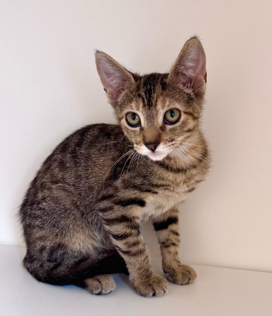 Enlarge Astrid, a Adoptable mixed breed in New Orleans, LA image 3/6