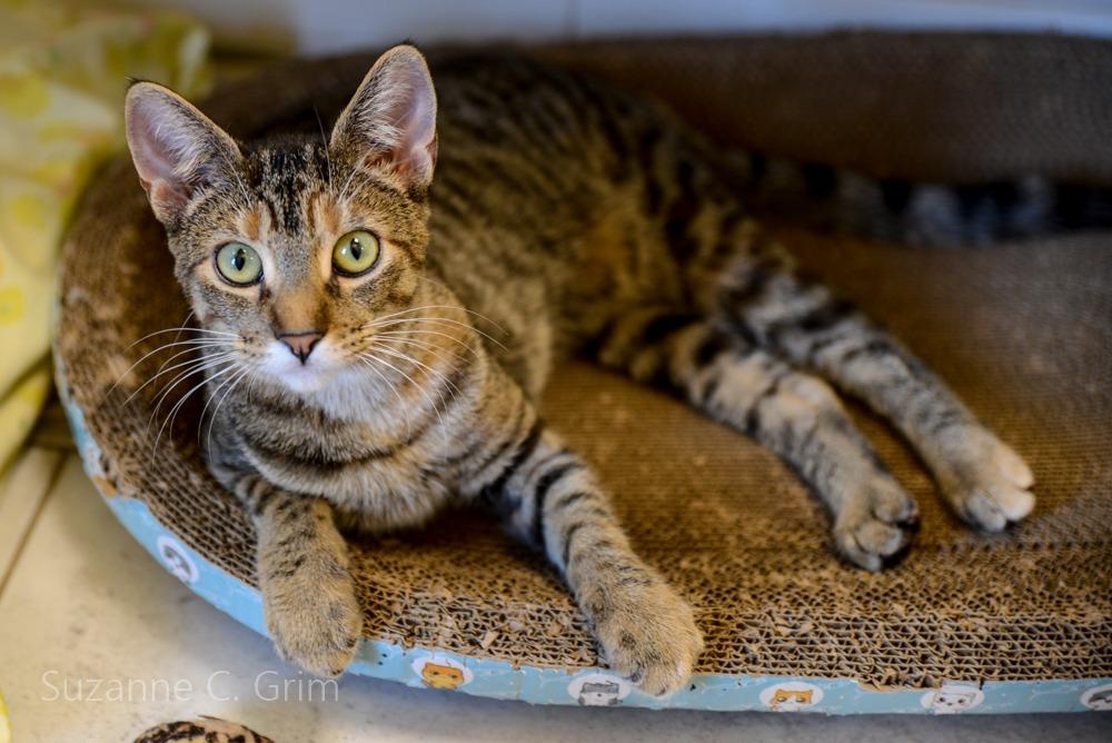 Astrid, Adoptable, Kitten Female Domestic Short Hair.