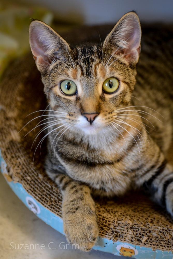 Astrid, Adoptable, Kitten Female Domestic Short Hair.