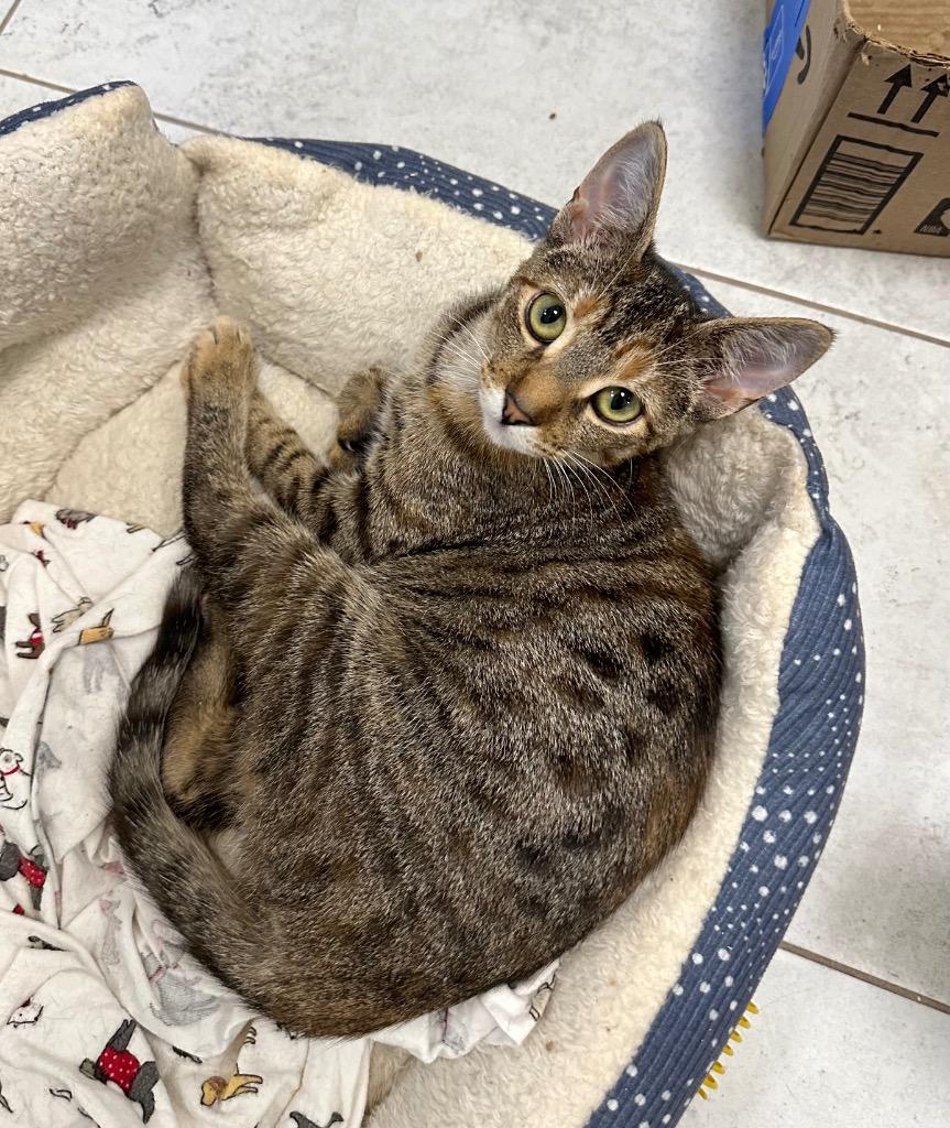 Enlarge Astrid, a Adoptable mixed breed in New Orleans, LA image 4/6