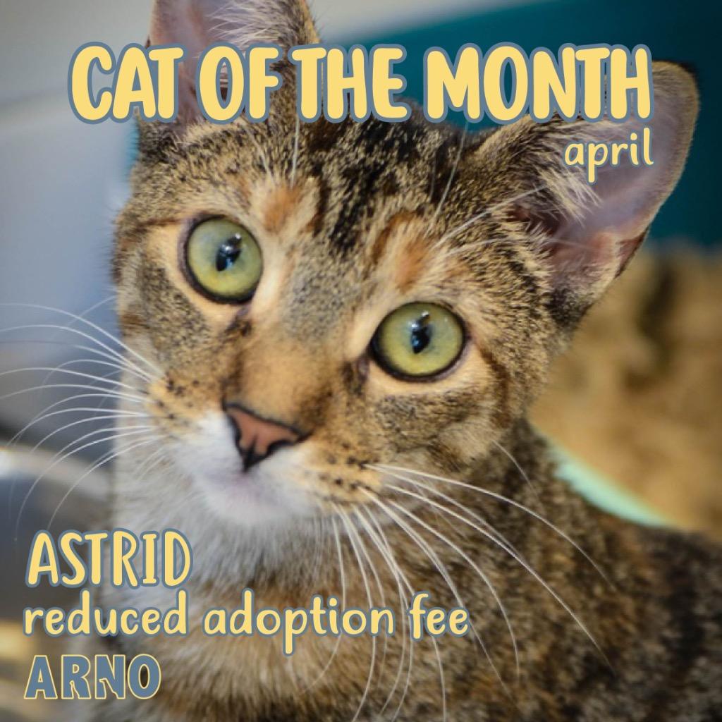 Astrid, Adoptable, Kitten Female Domestic Short Hair.