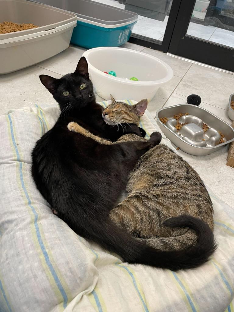 Enlarge Astrid, a Adoptable mixed breed in New Orleans, LA image 2/6