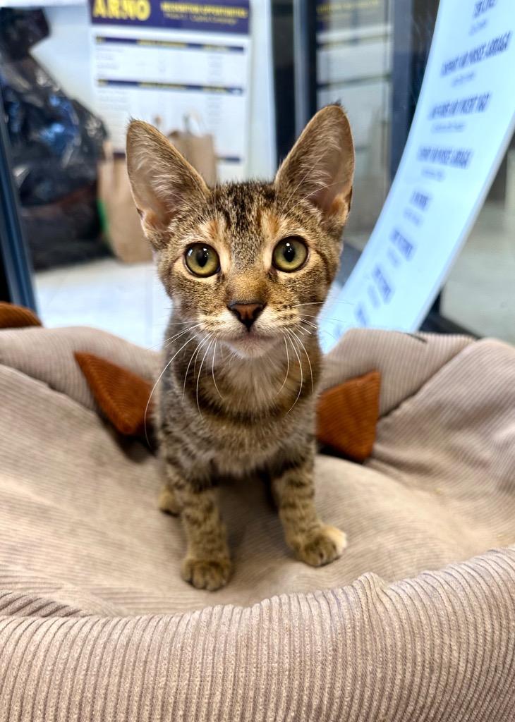 Enlarge Astrid, a Adoptable mixed breed in New Orleans, LA image 5/6