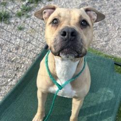 Seaver, Adoptable, Adult Male Pit Bull Terrier.