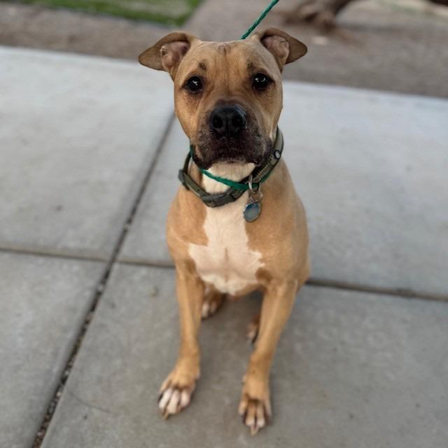 Enlarge Seaver, a Adoptable mixed breed in Bullhead City, AZ image 1/1