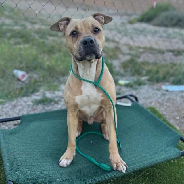 Seaver, a Adoptable mixed breed in Bullhead City, AZ image 2/2