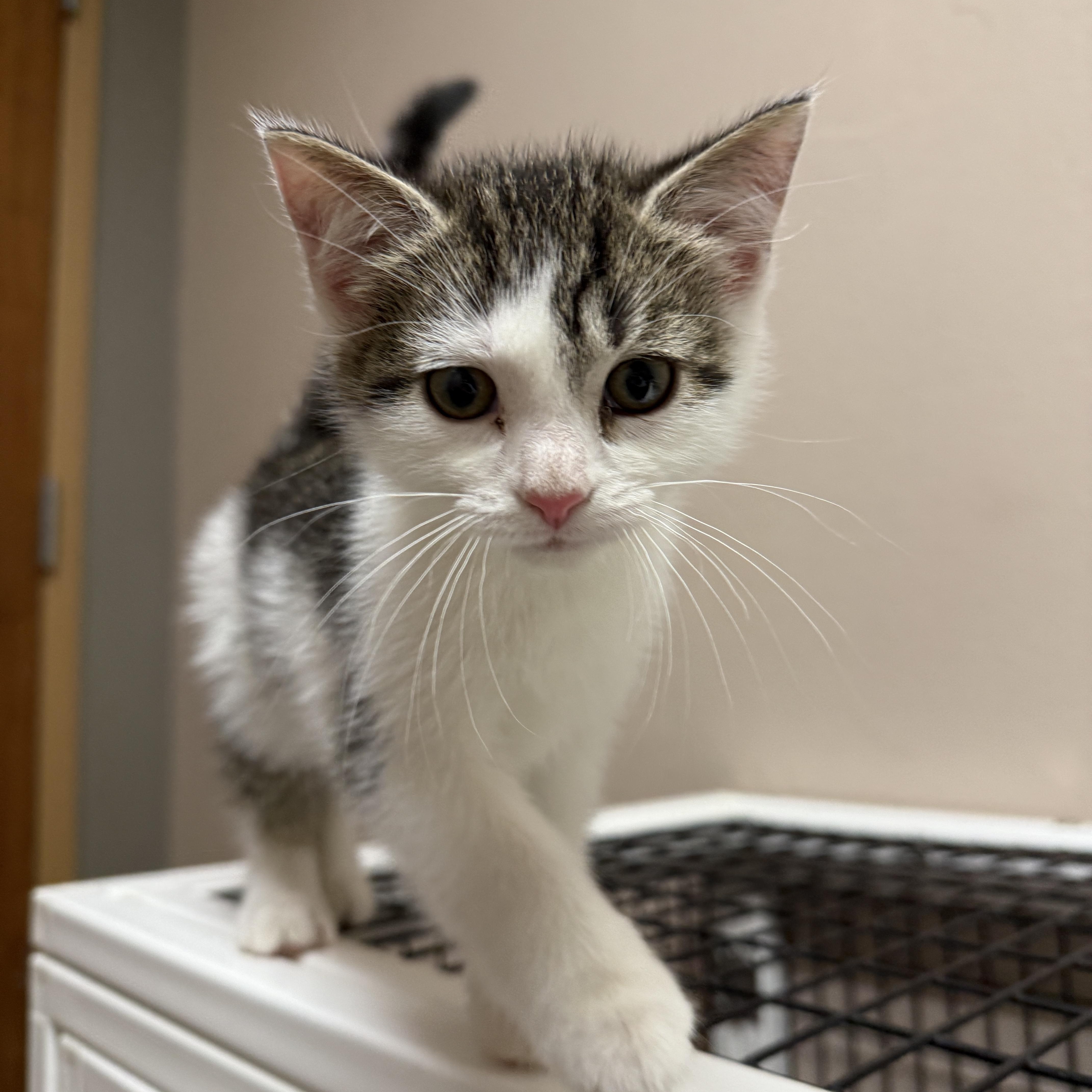 Enlarge Rafe, a Adoptable Domestic Short Hair in Oconto, WI image 2/4