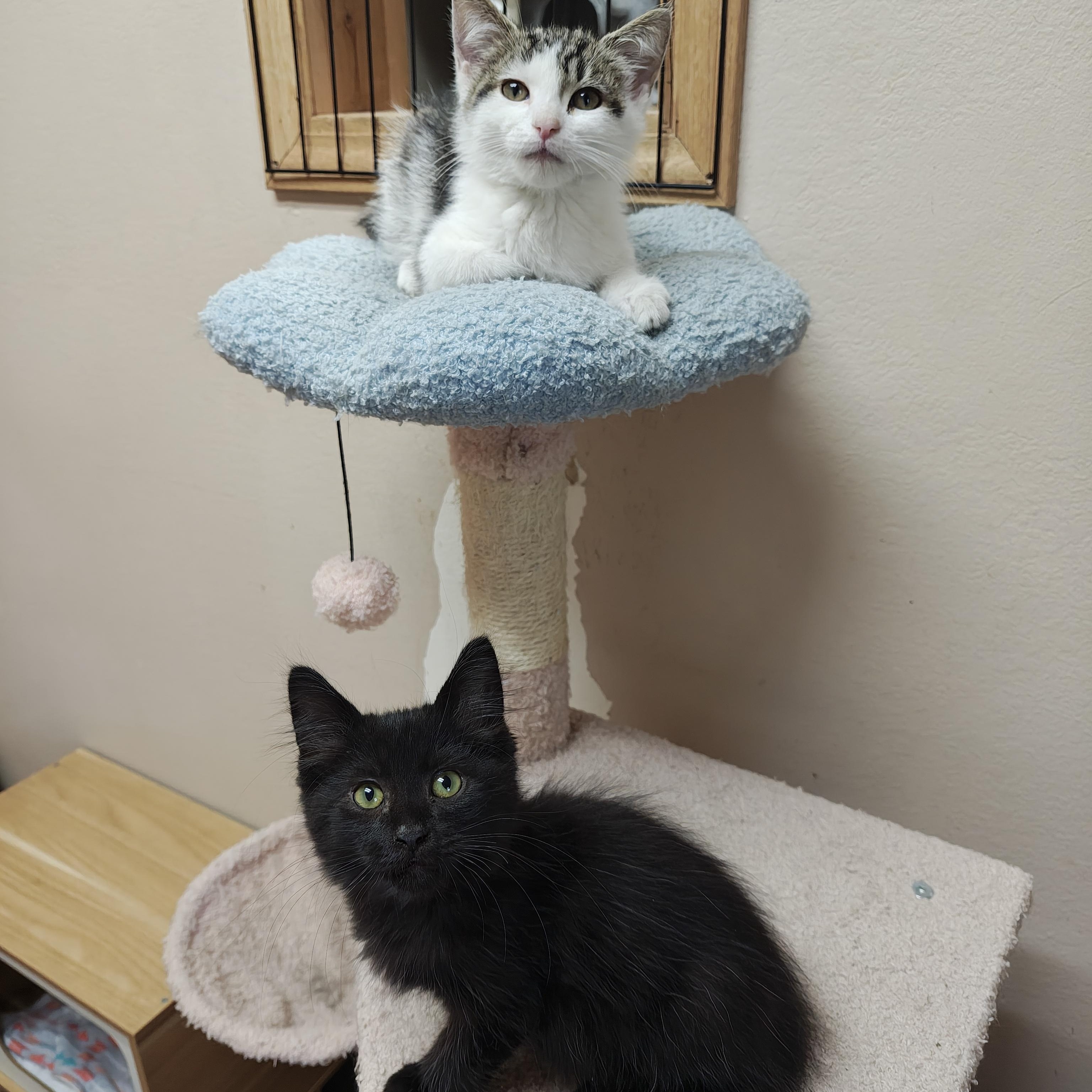 Enlarge Rafe, a Adoptable Domestic Short Hair in Oconto, WI image 3/4