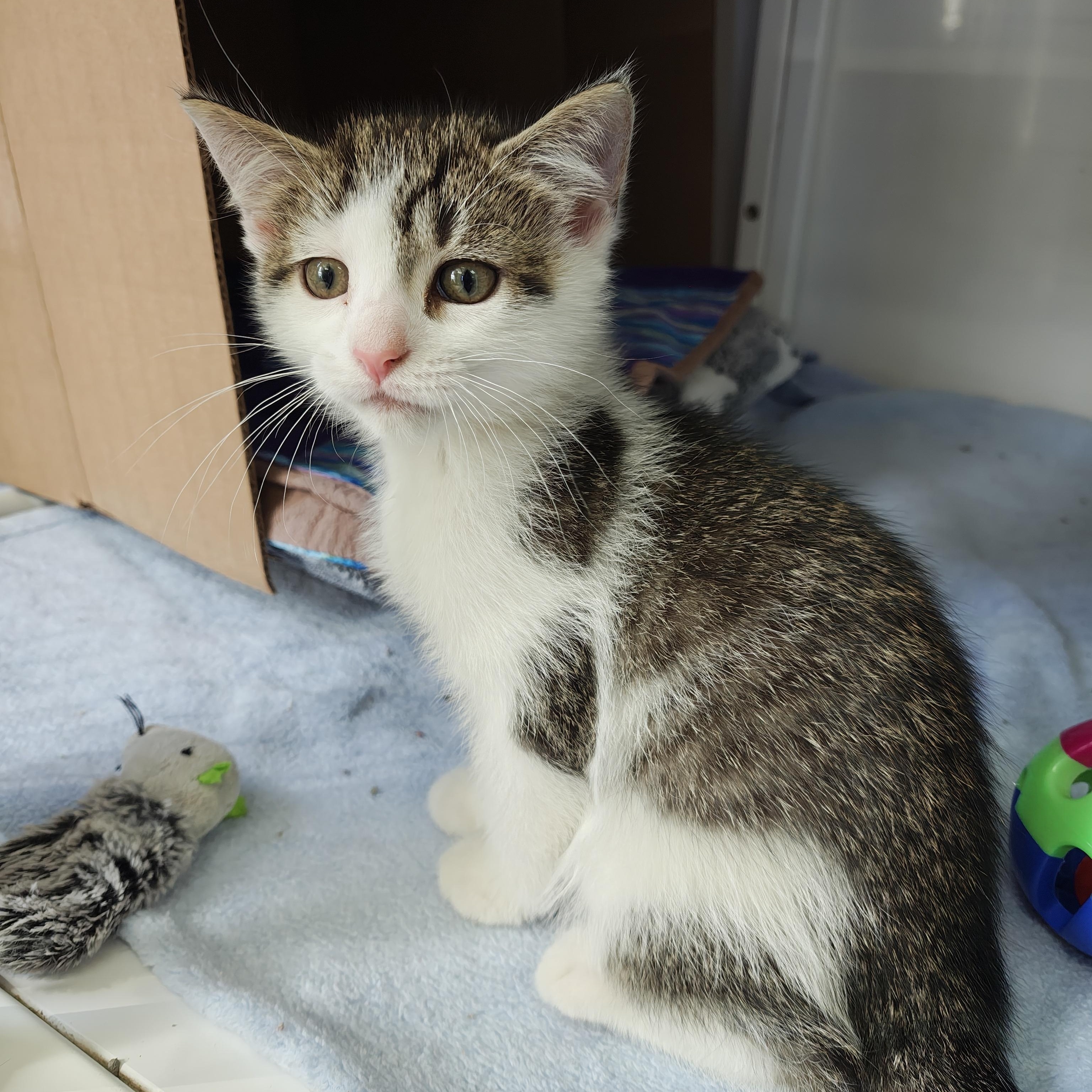 Enlarge Rafe, a Adoptable Domestic Short Hair in Oconto, WI image 4/4